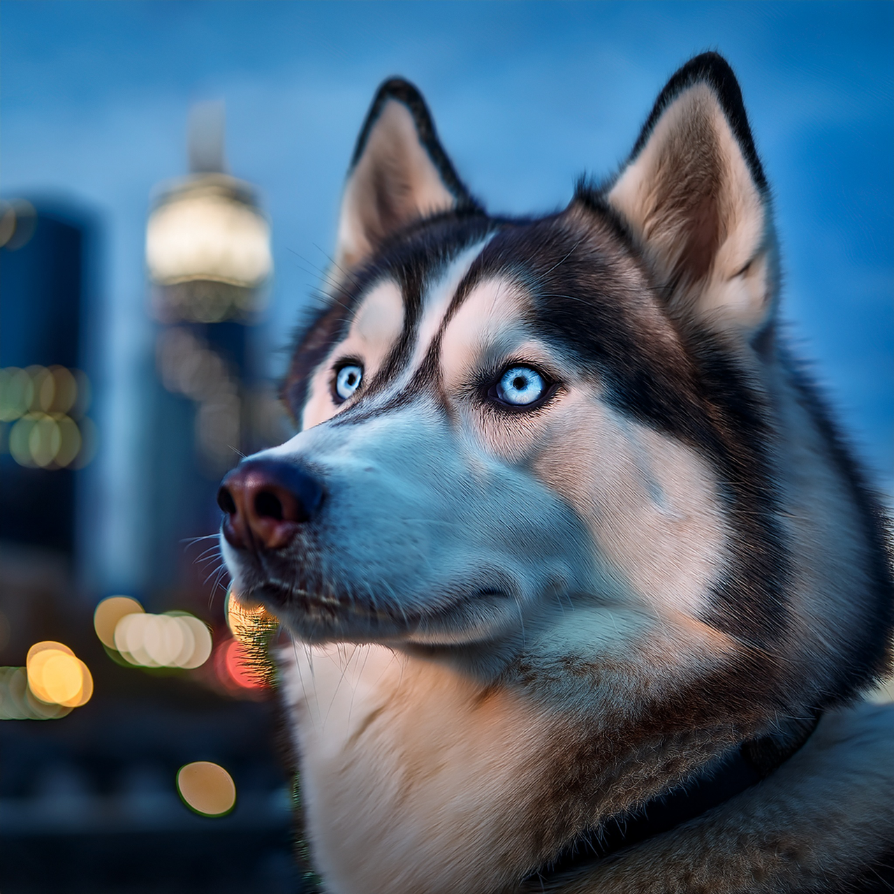 he essence of the Siberian Husky's charm
